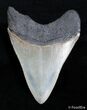 Inch SC Megalodon Tooth - Good Serrations #2818-2